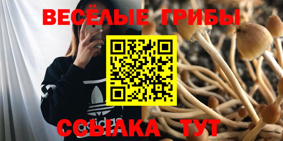 Псилоцибиновые грибы Psilocybe  Вход с VPN  Биробиджан  Галлюциногенные грибы GOLDEN TEACHER 